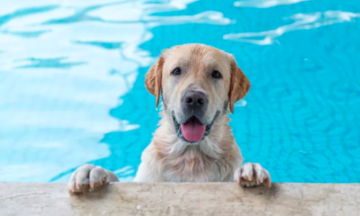 labrador's surprise attacks on swimmers