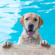 labrador's surprise attacks on swimmers