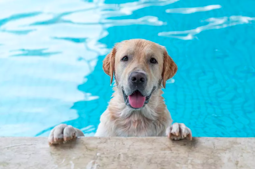 labrador's surprise attacks on swimmers