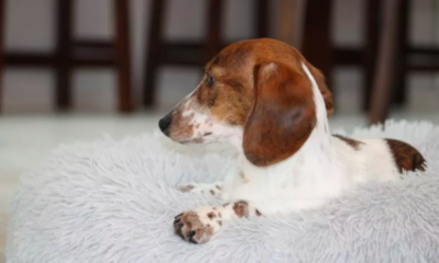 Dachshund Refuses to Sit Without Her Owner