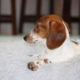 Dachshund Refuses to Sit Without Her Owner