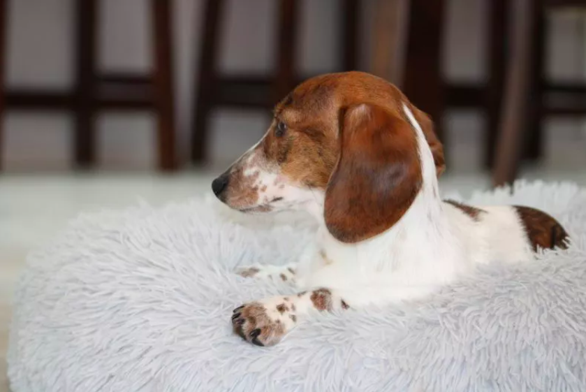 Dachshund Refuses to Sit Without Her Owner