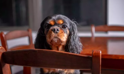 man proposes to fiancée's dog after engagement