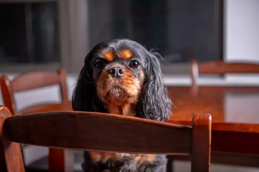 Man Proposes to Fiancée's Dog After Engagement