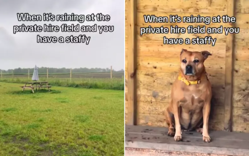 woman hires out field for dog to run freely