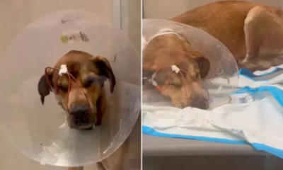 Sick Puppy Left to Die in Shelter