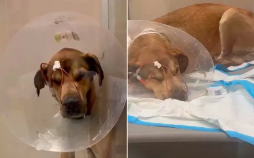 Sick Puppy Left to Die in Shelter