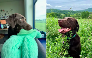 Shelter Dog's Face in First Photo With New Owner