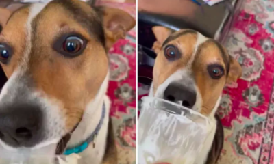 dog refusing to save any of the pup cup