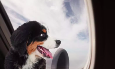 Dog's Relentless Refusal to Give Up His Plane Seat