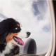 dog's relentless refusal to give up his plane seat