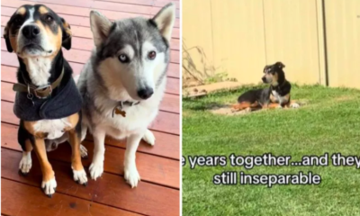 Dog Lays on a Particular Spot in the Yard