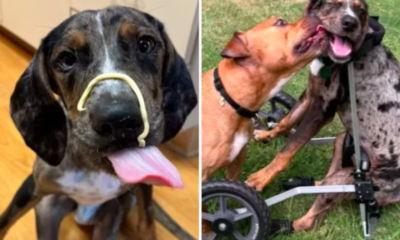 Disabled Dog Nearly Euthanized