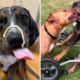 Disabled Dog Nearly Euthanized