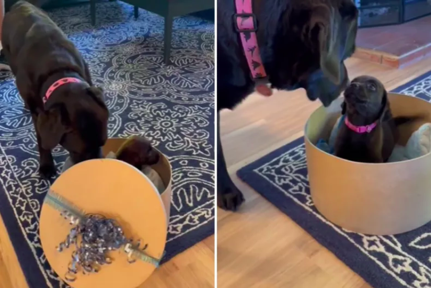 Chocolate Labrador Surprised with Lookalike Puppy