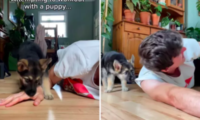 Work Out With a German Shepherd Puppy