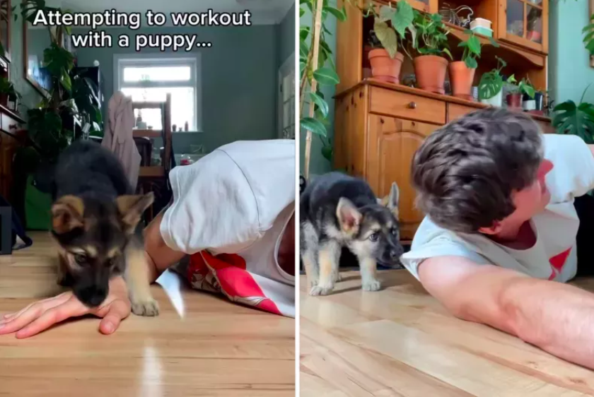 Work Out With a German Shepherd Puppy