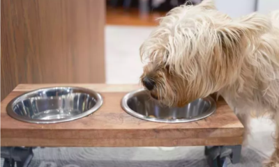 Senior Dog Won't Drink Water Until Owner Returns from Work