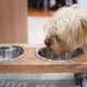 Senior Dog Won't Drink Water Until Owner Returns from Work