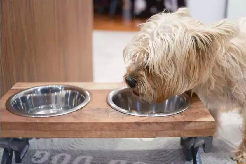 Senior Dog Won't Drink Water Until Owner Returns from Work