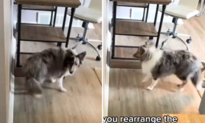 Dog’s Hilarious Response to Rearranged Furniture