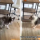 Dog’s Hilarious Response to Rearranged Furniture