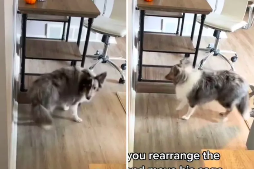 Dog’s Hilarious Response to Rearranged Furniture