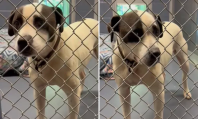 Dog Dumped in Walmart Parking Lot Still Searching for a Forever Home