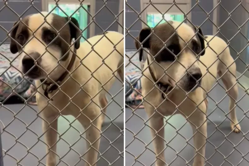 Dog Dumped in Walmart Parking Lot Still Searching for a Forever Home