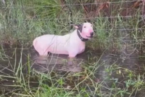 Florida Dog Rescued by Police Before Hurricane Milton Now in Foster Care