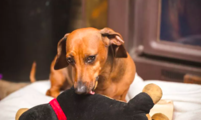 Dachshund’s Innocent Act of Licking Sister’s Head Goes Viral