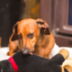 Dachshund’s Innocent Act of Licking Sister’s Head Goes Viral