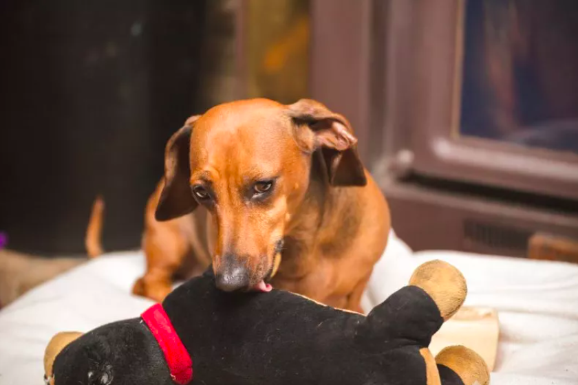 Dachshund’s Innocent Act of Licking Sister’s Head Goes Viral