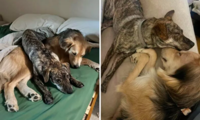 Owner Feared Dog Wouldn't Accept New Rescue