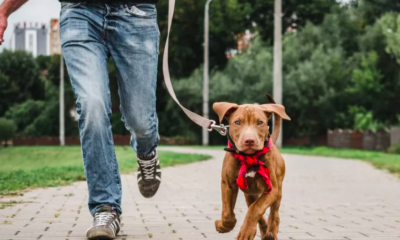 Why This Dog Owner Walks Her Pets Separately