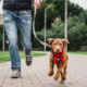 Why This Dog Owner Walks Her Pets Separately