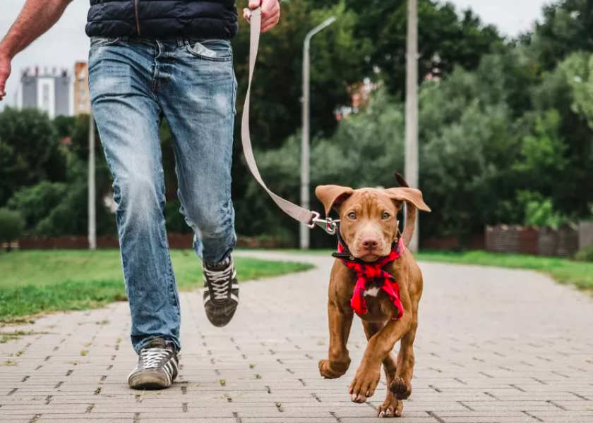 Why This Dog Owner Walks Her Pets Separately