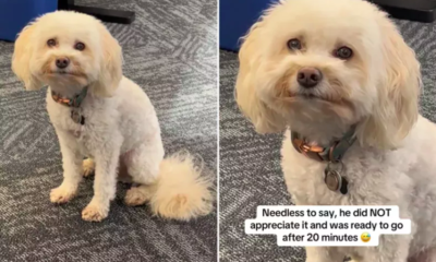 Dog’s Unimpressed Face When Owner Takes Him to Work