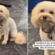 Dog’s Unimpressed Face When Owner Takes Him to Work