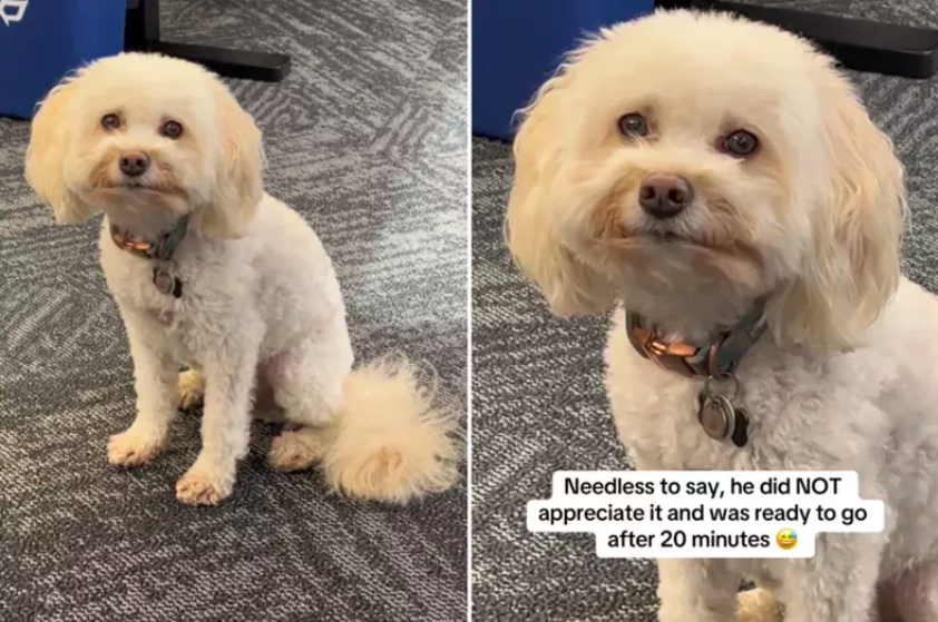 Dog’s Unimpressed Face When Owner Takes Him to Work