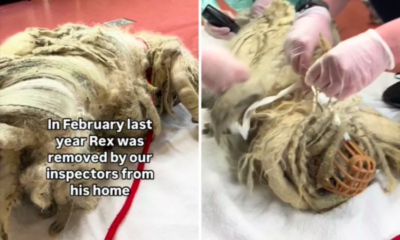 Dog Freed from Foot-Long Dreadlocks