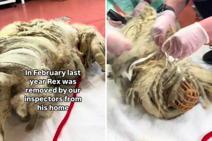 Dog Freed from Foot-Long Dreadlocks