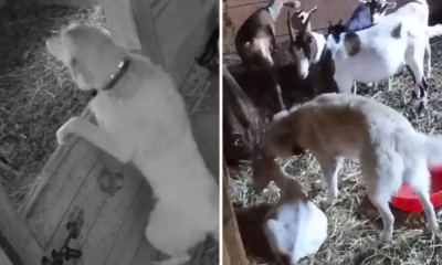 Livestock Guardian Dog Sneaks Into Goat Pen for Friendly Visits