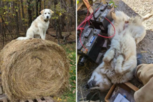 Livestock Guardian Dog Sneaks Into Goat Pen for Friendly Visits