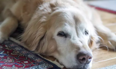 Golden Retriever’s Final Moments