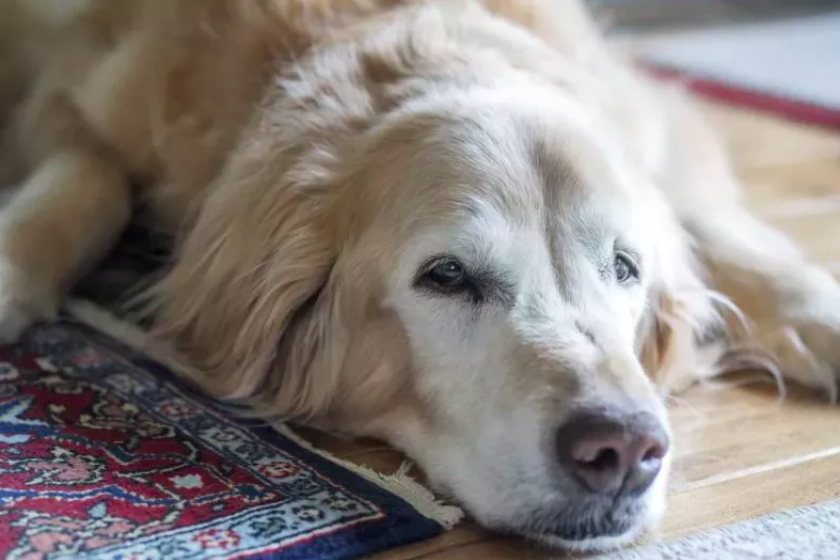 Golden Retriever’s Final Moments