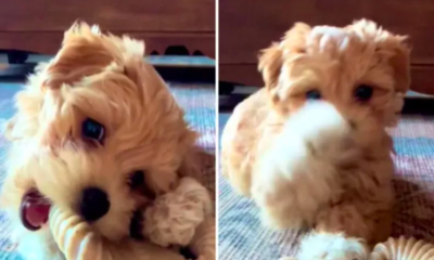 Woman Leaves Puppy Alone With Phone