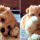 Woman Leaves Puppy Alone With Phone