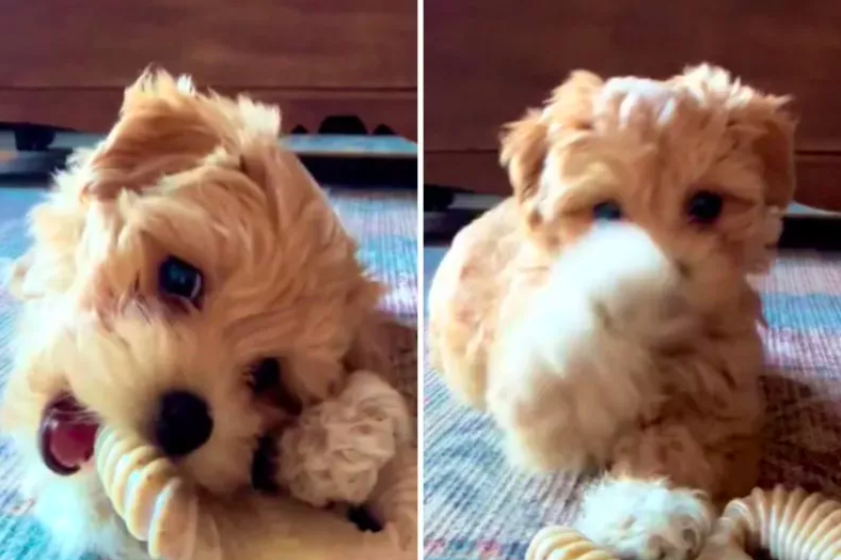 Woman Leaves Puppy Alone With Phone