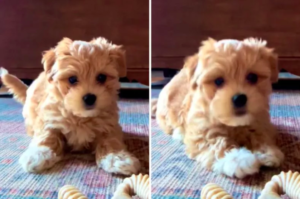 Woman Leaves Puppy Alone With Phone